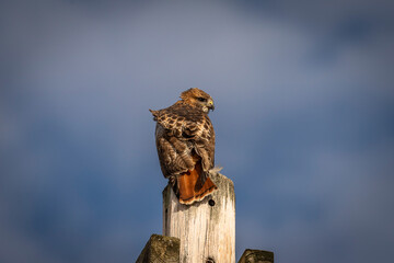 Red-tailed Hawk sits on top of a telephone pole