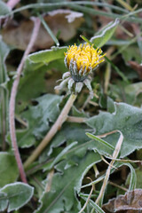 Frost on yellow Dandelion flower in the meadow. Taraxacum officinale plant on winter