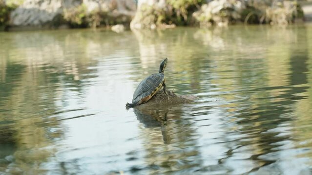 A turtle in the middle of the pond Climbed out on a Rock and Stretched its neck to bask in the sun