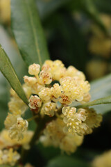 Close-up of many yellow flowers of Laurel bush on branch. Laurus nobilis in bloom on springtime