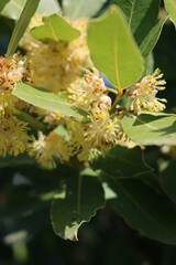 Obraz premium Close-up of many yellow flowers of Laurel bush on branch. Laurus nobilis in bloom on springtime