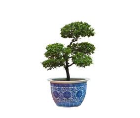 Beautiful Japanese bonsai tree growing in ceramic potted plant on transparent background, png file