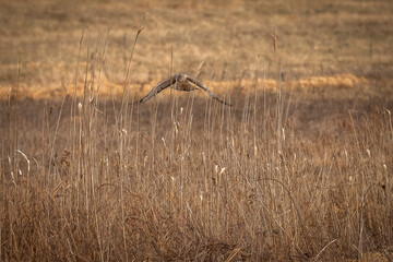 Male Northern Harrier, Gray Ghost, flies over the meadow looking for prey
