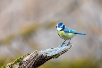 Beautiful colored small bird Eurasian blue tit (Cyanistes caeruleus) in the nature perched on tree branch in winter time. Czech Republic wildlife