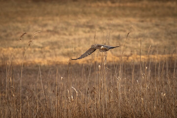 Male Northern Harrier, Gray Ghost, flies over the meadow looking for prey
