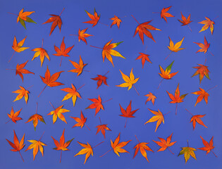 Red and yellow fallen japanese maple leaves on purple background.  Seamless pattern with fallen autumn maple leaves. Top view, flat lay.
