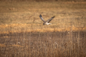Male Northern Harrier, Gray Ghost, flies over the meadow looking for prey