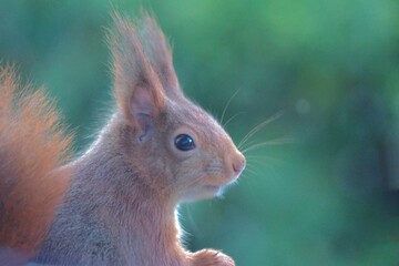 Eichhörnchen