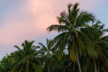Fototapeta na wymiar beautiful exotic landscape in the Maldives islands