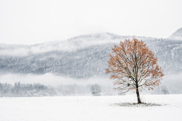 Arbre solitaire dans un paysage de neige