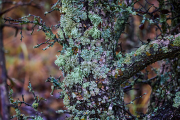 Shrubs with parasitic fungi on the bark.