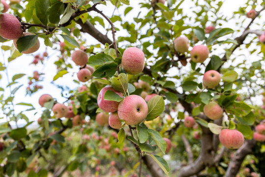 mele cotogne di colore rosso pronte per essere raccole dal suo albero 