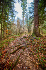 beautiful landscape with trees in autumn