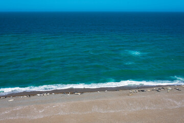 Elephant seals in Caleta Valdes