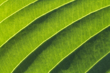 Obraz premium Parallel veins on long green leaves