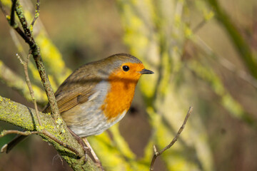 robin on a branch