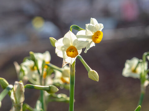 「水洗」の画像 156,582 件の Stock 写真、ベクターおよびビデオ Adobe Stock