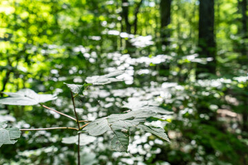 Plitvice National Park, where the beautiful natural environment is well preserved