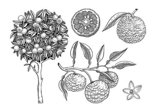  Sketched yuzu tree illustration. Hand drawn set of citrus fruit, leaves, branches and flowers in engraving style. Asian citron botanical drawings set. Decorative exotic  plant sketches collection