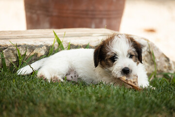 SAPDI_JACK_RUSSELL_TERRIER_75