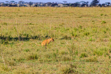 Naklejka premium Lion cub defecating in savannah in Serengeti national park, Tanzania
