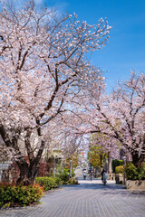 Fototapeta na wymiar 世田谷区・用賀三条通りに咲く桜