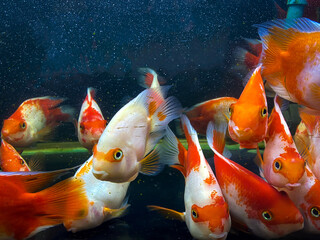 Parrotfishes for sale in the pet shop at Chatuchak weekend market