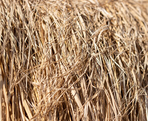 dry grass in the form of straw as a background