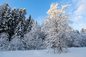  Snowy forest after snowfall in the winter