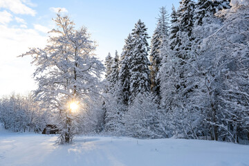 Snowy forest after snowfall in the winter