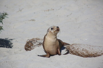 sea lion on the beach