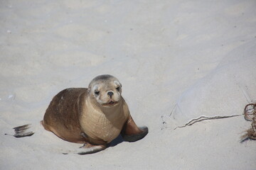 sea lion on the beach