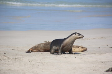 sea lion on the beach