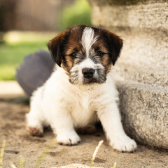 SAPDI_JACK_RUSSELL_TERRIER_44