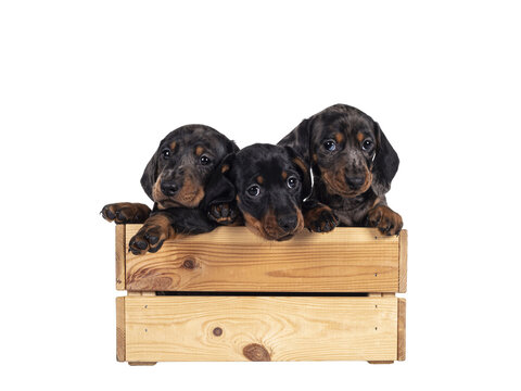 Three super cute black tiger and balck and tan Dachshund aka teckel dog puppies, hanging over edge of wooden crate. All looking towards camera. Isolated cutout on transparent background. - Powered by Adobe