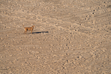 dog on the sand