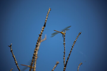 dragon fly