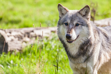 North American Gray Wolf With Blue Eyes