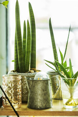 Pots with sansevieria cylindrica with two new shoots, a zinc plated metal jug and wooden shelf