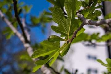 Green leaves of a fig tree and small fruits, springtime