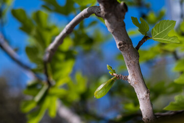 Green leaves of a fig tree and small fruits, springtime