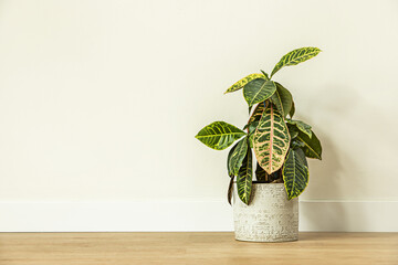 Croton petra is an evergreen shrub that grows up to 3 m tall and has large, thick, leathery,...