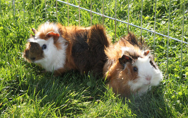 a couple of guinea pigs, small animals pets