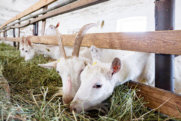 two goats in the farm eating straw