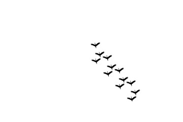 Lots of bird flying in the sky photography design