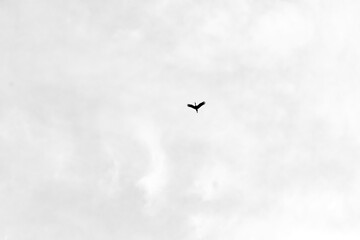 Bird flying photo design, and black and white white background