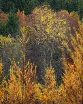 Hiking near valley Wental in Baden-w&uuml;rttemberg in fall
