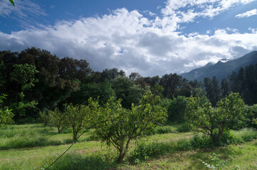 Orchards in eastern plain of Corsica island. San-Nicolao village 