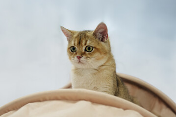 Portrait of a kitten of the British golden Chinchilla breed.