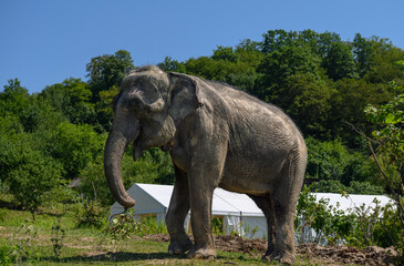 An Asian elephant stands against the background of a white marquee and trees.